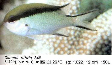 Chromis nitida
